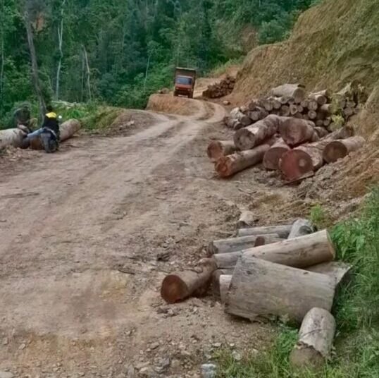 Kondisi hutan yang memprihatinkan diduga akibat aktivitas pembalakan di kawasan Sariak Bayang, tepatnya di perbatasan Alahan Panjang (Kabupaten Solok) dan Bayang (Kabupaten Pesisir Selatan).