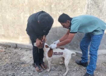 Vaksinasi Rabies Massal Rampung di 16 Kelurahan Padang Panjang, 830 HPR Telah Divaksin