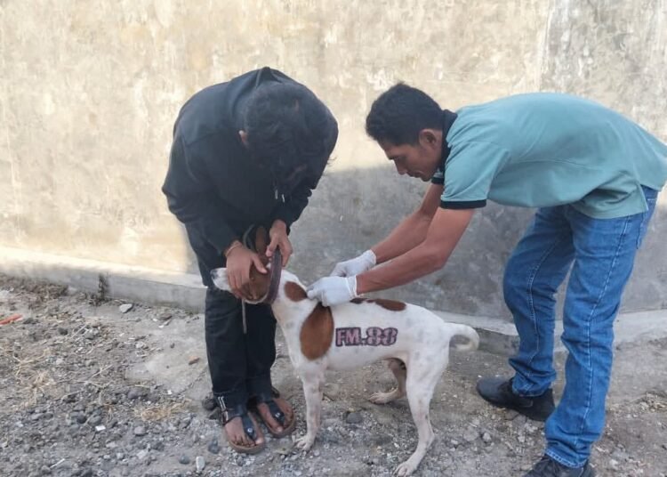 Pelaksanaan vaksinasi rabies massal di Padang Panjang.