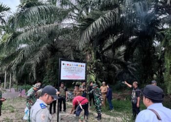 2.919 Hektare Lahan Sawit Ilegal di Hutan Pasaman Ditertibkan