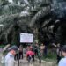 2.919 Hektare Lahan Sawit Ilegal di Hutan Pasaman Ditertibkan