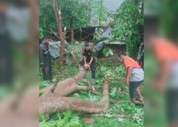 Saat Penghuni Berada di Dalam, Sebuah Rumah Ditimpa Pohon di Pesisir Selatan