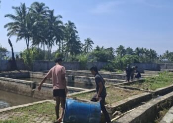 Padang Panjang Terima Bantuan Induk Ikan dari BPBAT Jambi