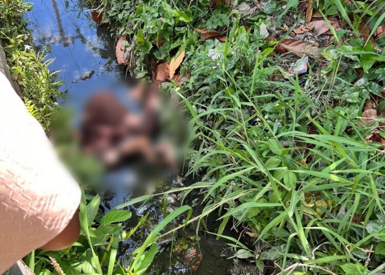 Sesosok mayat perempuan ditemukan di salah satu drainase di daerah Binubu, Nagari Sontang Cubadak, Kecamatan Padang Gelugur, Kabupaten Pasaman, Selasa (12/08/2025).