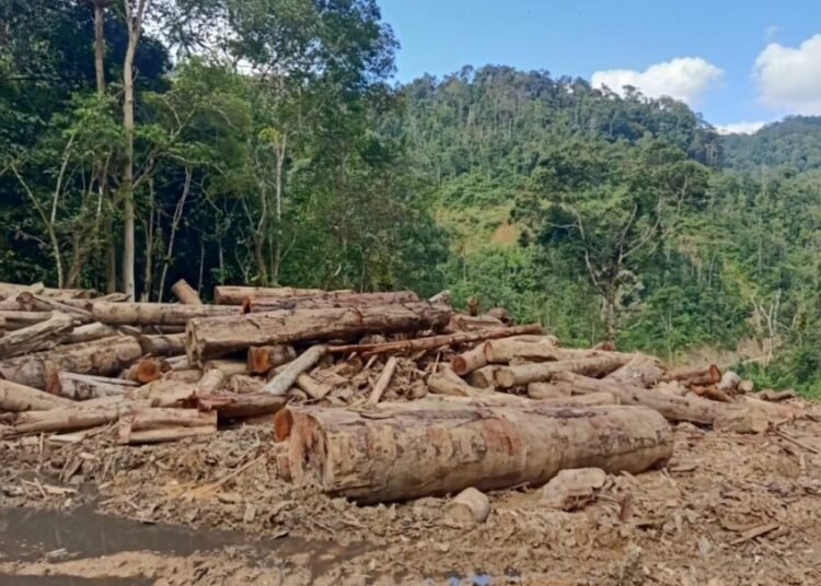 Kayu hasil penebangan di hutan di Sariak Bayang, Nagari Simpang Tanjung Nan Ampek, Kecamatan Danau Kembar, Solok. Foto: IST