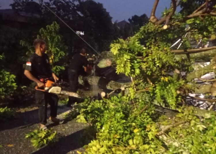 Pohon kedondong tumbang dan menimpa kabel telkom serta kanopi rumah warga di Komplek Kehakiman Blok H RT 03 RW 05, Kelurahan Cangkeh Nan XX, Kecamatan Lubuk Begalung Nan XX, Kamis (28/8).