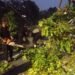 Pohon Kedondong Tumbang Timpa Kabel dan Rumah Warga di Padang