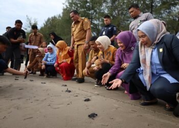 800 Tukik Dilepas Sepanjang 2025, Pemko Pariaman Kuatkan Wisata Konservasi Penyu