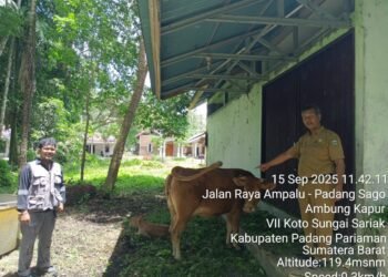 Pemkab Padang Pariaman Kembangkan Kampung Limousin, Sentra Sapi Potong Unggulan