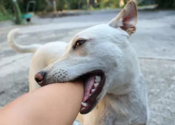 217 Orang Digigit Anjing Liar di Padang Pariaman, Masyarakat Diminta Waspada