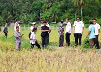 Wali Kota Pariaman Tinjau Sawah Terdampak Hama Wereng