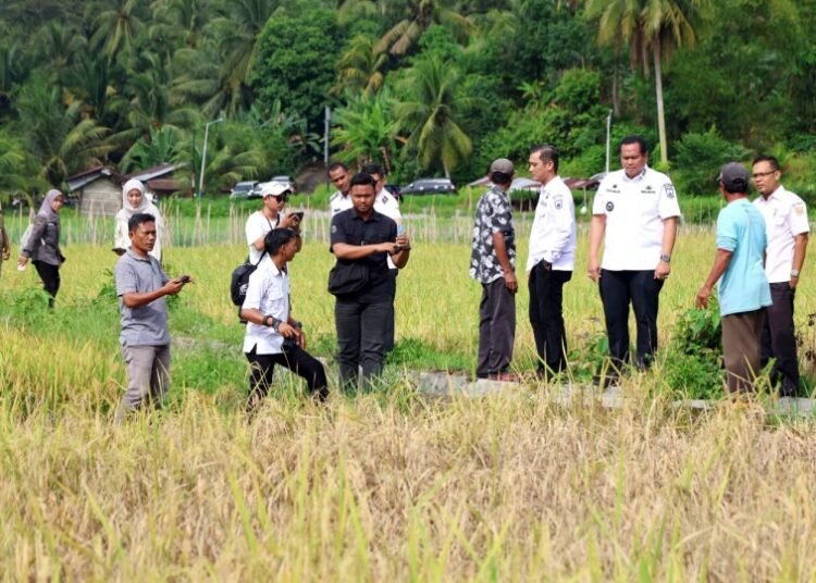 Wali Kota Pariaman Yota Balad meninjau lahan sawah yang terserang hama wereng di Desa Tungkal Selatan dan Desa Sikapak Barat, Kecamatan Pariaman Utara, Rabu (10/9/2025).