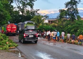 Pohon Pelindung di Jalinsum Dharmasraya Tumbang, DLH Soroti Bekas Pembakaran