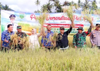 Panen Padi Demplot, Pemko Padang Panjang Serahkan Bantuan dan Dorong Inovasi Pertanian Modern