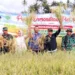 Panen Padi Demplot, Pemko Padang Panjang Serahkan Bantuan dan Dorong Inovasi Pertanian Modern