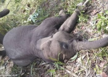 Anak Gajah Sumatera “Tari” Mati Mendadak, Polda Riau Bentuk Tim Khusus Selidiki Penyebabnya
