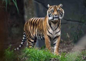 Harimau Sumatera Serang Petani, Teriakan Anak Selamatkan Nyawa Korban