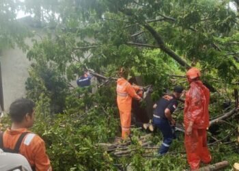 Empat Pohon Tumbang Akibat Cuaca Ekstrem di Padang