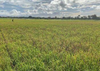 Wereng Cokelat Serang 151 Hektare Sawah di Padang Pariaman, Petani Terancam Gagal Panen