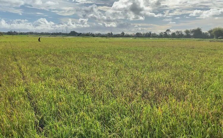 Penampakan sawah di Padang Pariaman yang diserah hama Wereng Cokelat.