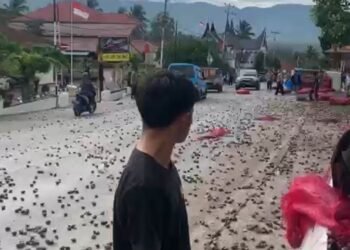 Sepeda Motor Ditabrak Mobil Pengangkut Jengkol di Solok, 2 Orang Tewas