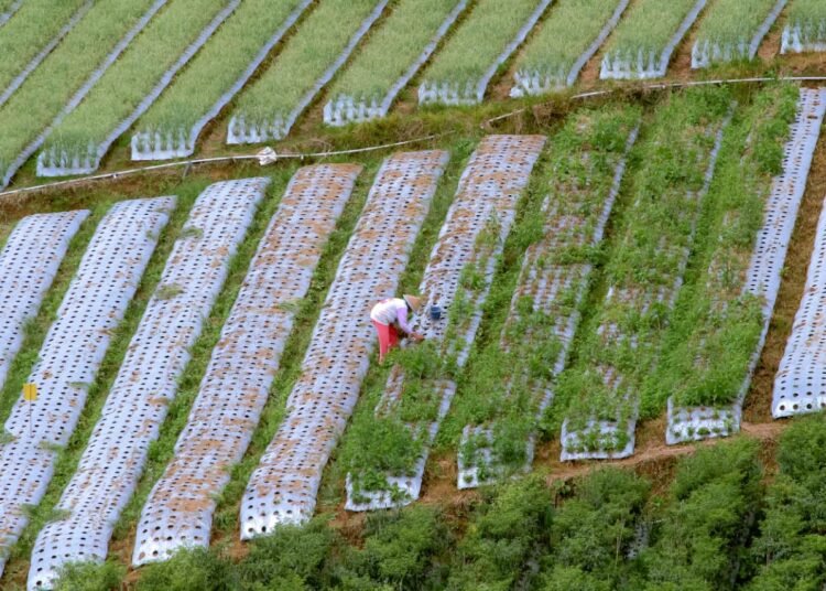 Lahan pertanian produktif di Nagari Pandai Sikek yang menjadi lokasi rencana pembangunan PLTPB Tandikek–Singgalang. Foto: Walhi Sumbar
