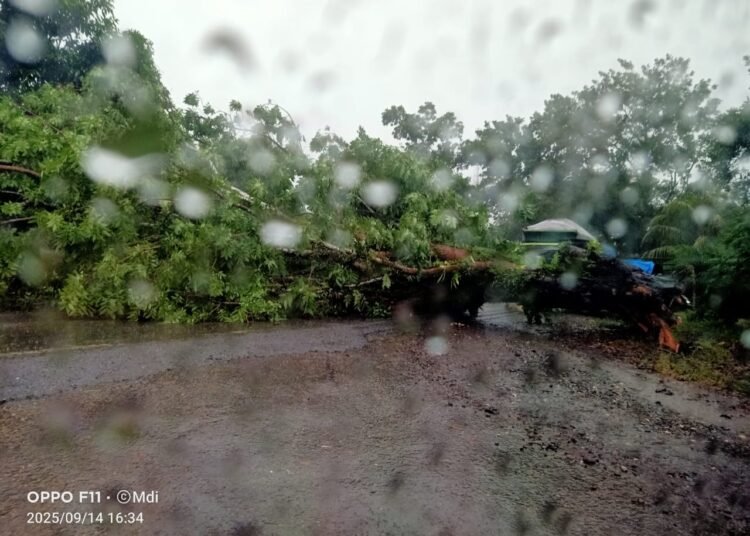 Pohon tumbang menutupi badan jalan di Dharamasraya, Minggu (14/9).