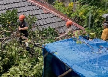 Diterpa Hujan dan Angin Kencang, Pohon Tumbang di Padang Timpa Rumah Warga