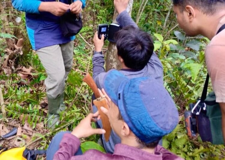 BKSDA Sumbar bersama Yayasan Sintas memasang empat kamera jebak pada Jumat (19/9) di tiga titik strategis di sekitar lokasi tempat dua warga Solok Selatan diterkam harimau, yaitu di Bukit Batuang Gadang, Jorong Sungai Rambutan, Nagari Persiapan Batang Lolo, Kecamatan Koto Parik Gadang Diateh. Foto: BKSDA Sumbar