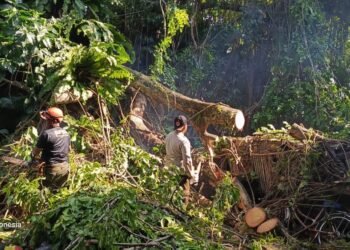 Hujan Lebat dan Angin Kencang, Tiga Pohon Tumbang di Padang