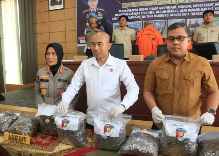 Polda Sumbar hadirkan barang bukti sisik trenggiling seberat 24,1 kilogram saat konferensi pers pengungkapan kasus perdagangan ilegal, Kamis (25/9/2025)