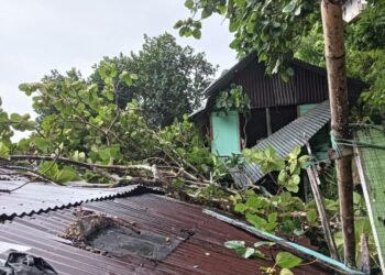Pohon Tumbang Timpa 3 Rumah Warga di Padang, BPBD Imbau Waspadai Cuaca Ekstrem