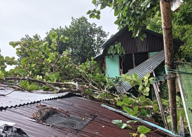 Pohon tumbang menimpa rumah warga di dua lokasi di Kota Padang pada Minggu (28/9/2025) siang. Foto: BPBD Padang