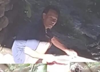 Viral! Pria Jual Daging Kucing Berkedok Kambing Muda, Pakai Daun Jeruk Buat Kelabui Pembeli