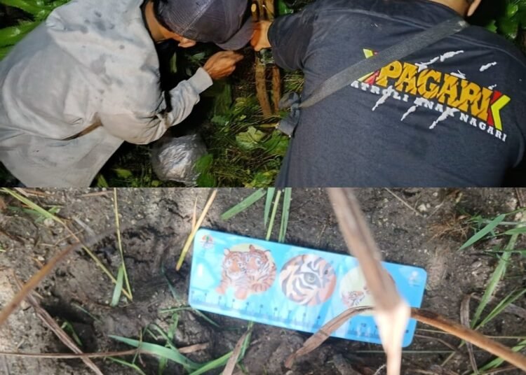 Petugas mengobservasi jejak harimau di Palupuh Agam. Foto: BKSDA