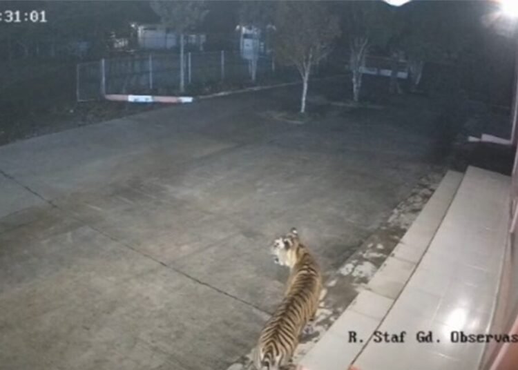 Seekor harimau terekam kamera pengawas (CCTV) di area perkantoran Badan Riset dan Inovasi Nasional (BRIN) Koto Tabang, Rabu (15/10).