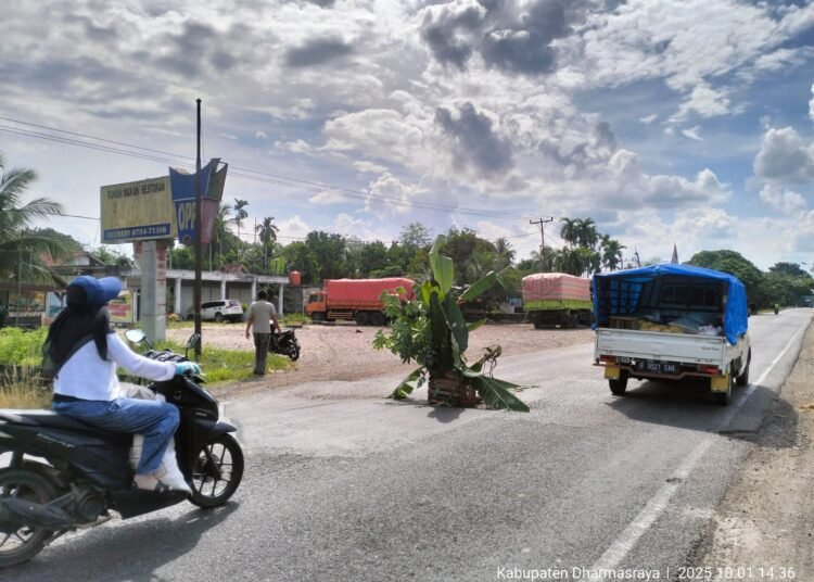Kondisi Jalan Nasional Lintas Sumatera, di Jorong Palo Padang Nagari Koto Baru Kabupaten Dharmasraya, yang ditanami pohon pisang oleh warga.