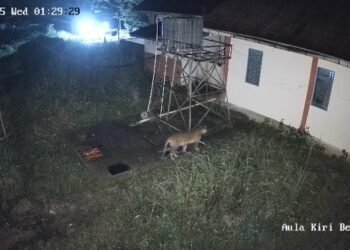 Harimau Muncul di Perkantoran Agam, Warga Diminta Waspada