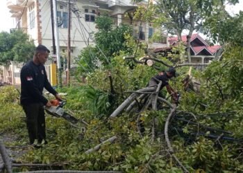 Hujan dan Angin Kencang Bikin Pohon Tumbang di Padang dan Timpa Kabel Listrik