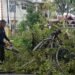 Hujan dan Angin Kencang Bikin Pohon Tumbang di Padang dan Timpa Kabel Listrik