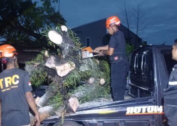 Ditumbangkan Angin Kencang, Pohon Timpa 1 Rumah dan 2 Mobil di Padang