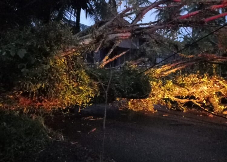 Pohon tumbang akibat cuaca ekstrem disertai angin kencang di Kabupaten Padang Pariaman pada Jumat (24/10/2025)