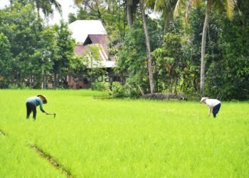 Delapan Kelompok Tani di Padang Nikmati Bantuan Irigasi Air Tanah