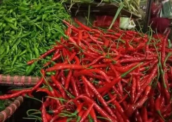 Harga Cabai Merah Sentuh Rp70 Ribu per Kilogram di Pariaman, Cuaca Buruk Dinilai Jadi Penyebab