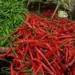 Harga Cabai Merah Sentuh Rp70 Ribu per Kilogram di Pariaman, Cuaca Buruk Dinilai Jadi Penyebab