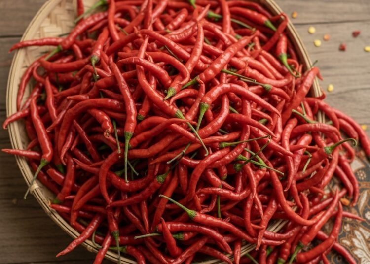 Ilustrasi cabai merah keriting. Ilustrasi AI