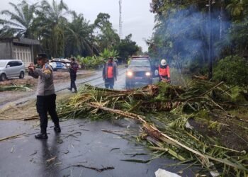 Kecelakaan Akibat Pohon Tumbang di Agam, Satu Korban Tewas Dua Luka Berat