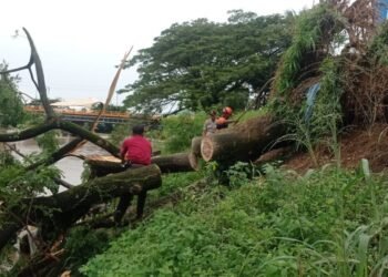 Pohon Tumbang di Padang, Aliran Banjir Kanal Sempat Terganggu