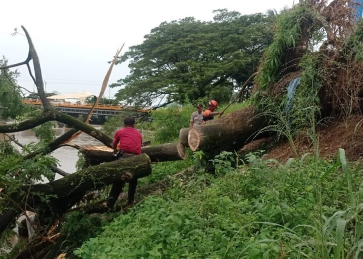 Petugas mengevakusi pohon tumbang Banjir Kanal, Kelurahan Surau Gadang, Kecamatan Nanggalo Padang, Jumat (21/11/2025).
