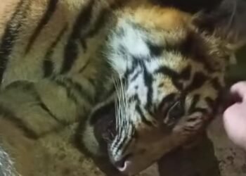 Anak Harimau Kena Jerat Babi di Agam